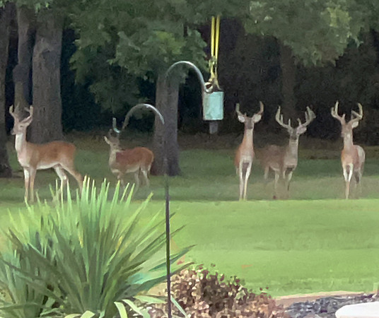 IMG_1357 Deer ed