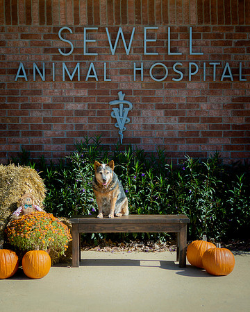 IM1_8486 Sewell 45 ed