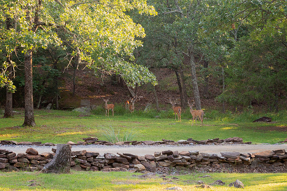 IM2_1493 ed Deer