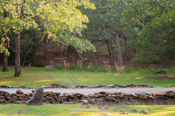 IM2_1493 ed Deer2